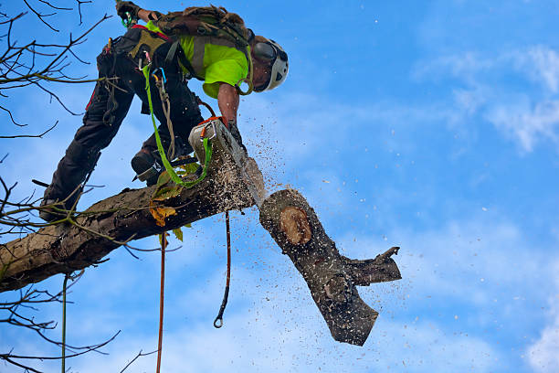 Best Tree Trimming and Pruning  in Primera, TX